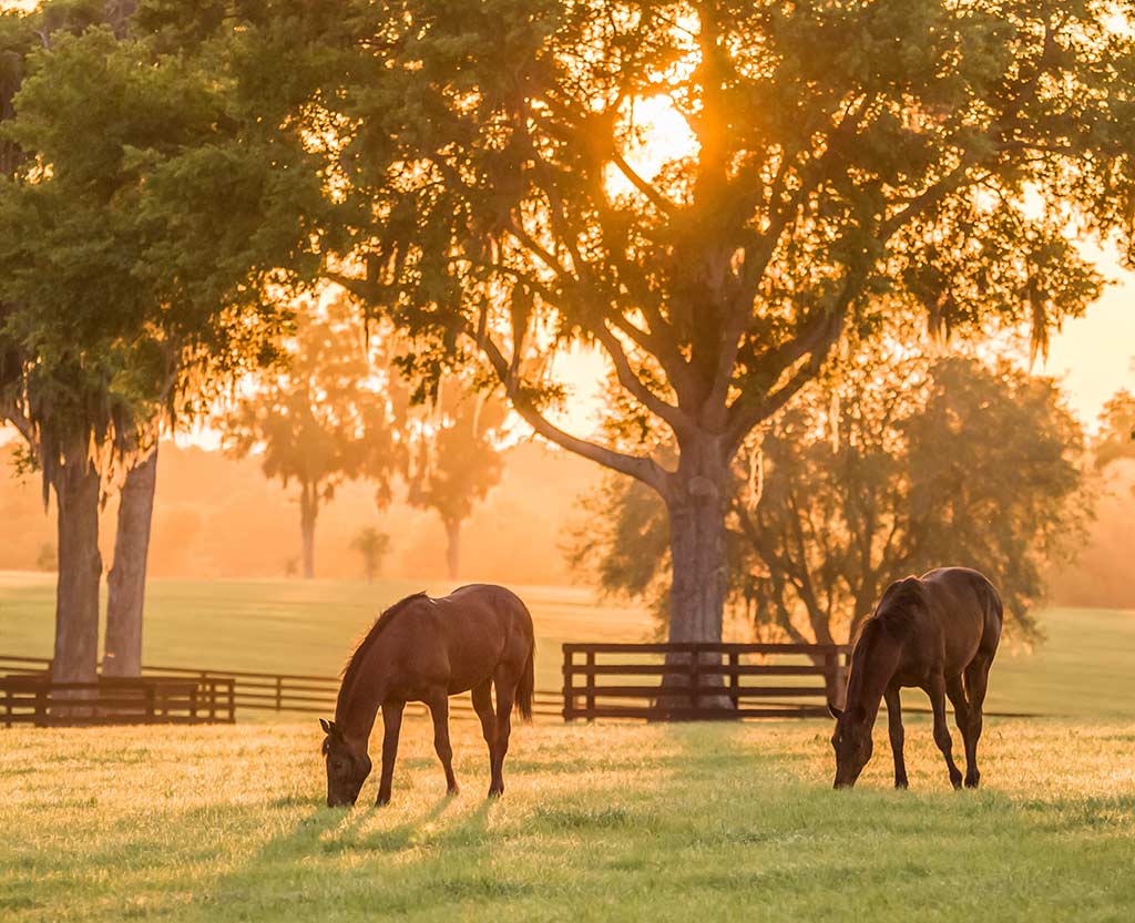 horses grazing in a field at sunset